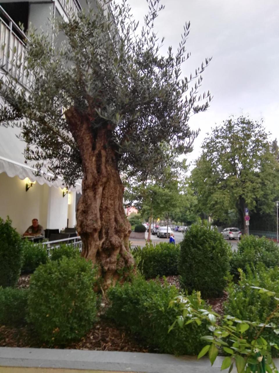 Hotel Carolinenhof باد بيرمونت المظهر الخارجي الصورة